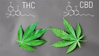 Mitä eroa on THC:n ja CBD:n välillä