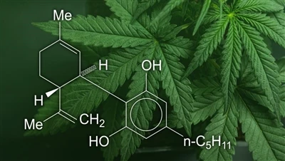 CBD, marihuana ja hamppu: Mitä eroa on näiden kannabistuotteiden välillä ja m...