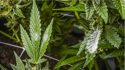 Kuinka löytää laadukkaita CBD-tuotteita