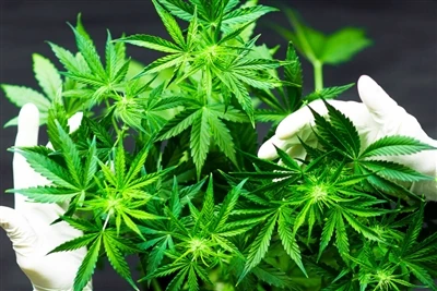 Miten kannabiksen käyttö vaikuttaa aivojen terveyteen? Varovaisuutta suositel...