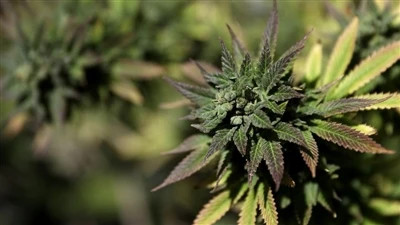 Mikä on endokannabinoidijärjestelmä? (ECS)