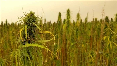 Tuoreet uutiset CBD:stä: Kanadan kannabisyritykset vetäytyivät USA:n hamppu-C...